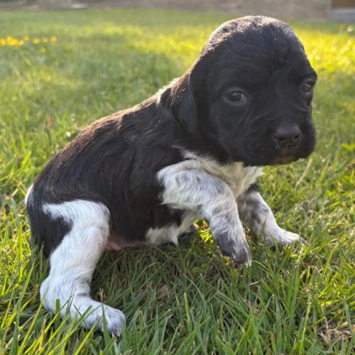Epagneul breton chiots de 2 et 6 mois lof #3