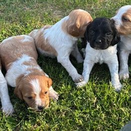 Epagneul breton chiots de 2 et 6 mois lof #5