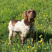 Epagneul breton chiots de 2 et 6 mois lof #1