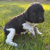 Epagneul breton chiots de 2 et 6 mois lof #3
