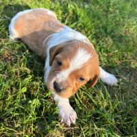 Epagneul breton chiots de 2 et 6 mois lof #4