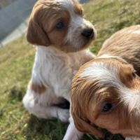 Epagneul breton chiots de 2 et 6 mois lof