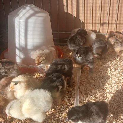 Poussin brahma #1