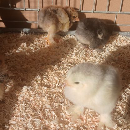 Poussin brahma #5