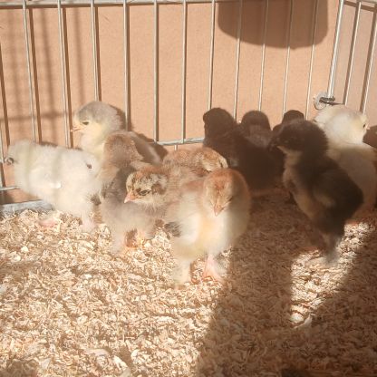 Poussin brahma #6