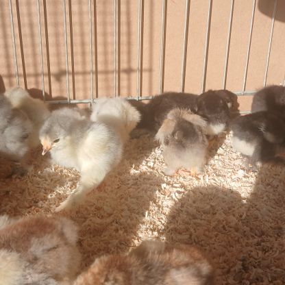 Poussin brahma #8