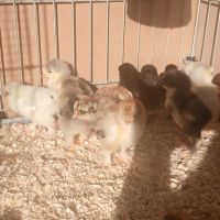 Poussin brahma #6