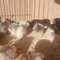 Poussin brahma #8