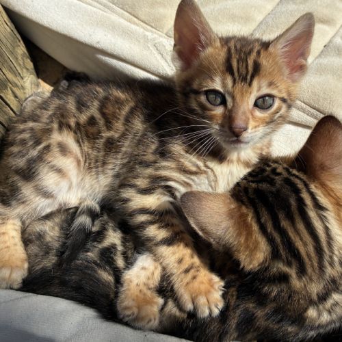 Chaton femelle brown bengal loof