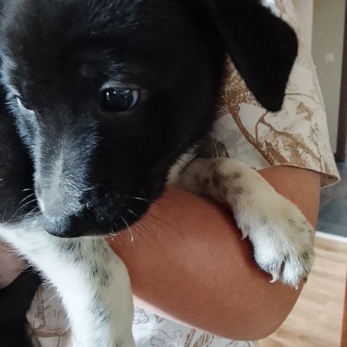Chiots border collie croisé beagle