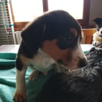 Chiots border collie croisé beagle #2