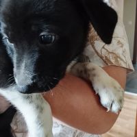 Chiots border collie croisé beagle #0