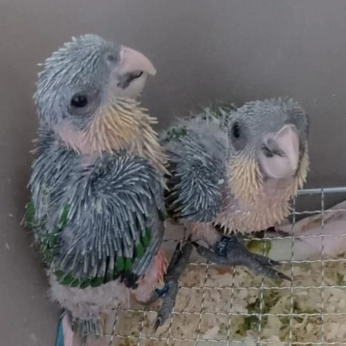 Caiques tete noire elévés a main #1