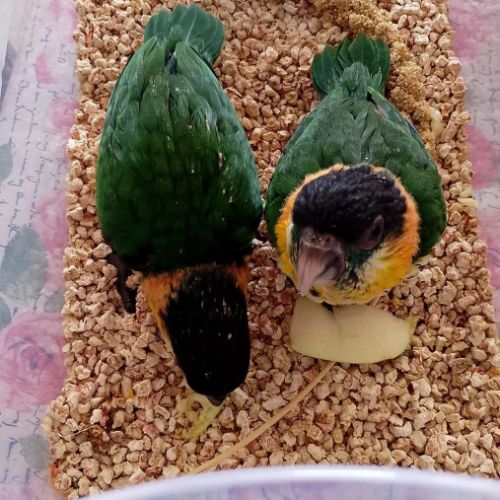 Caiques tete noire elévés a main #8