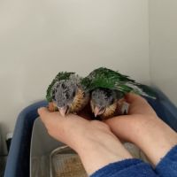 Caiques tete noire elévés a main #3