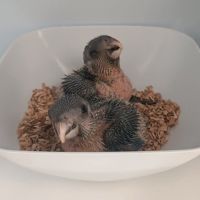 Caiques tete noire elévés a main #0