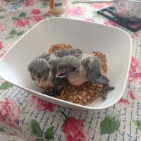 Caiques tete noire elévés a main #10