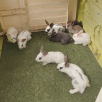 8 lapin papillon