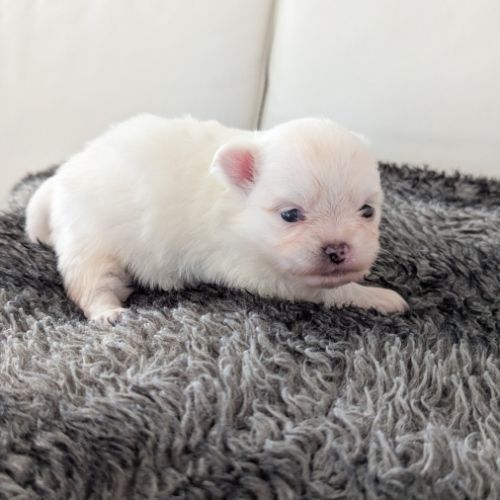 Superbes chiots spitz nain poméranien #3