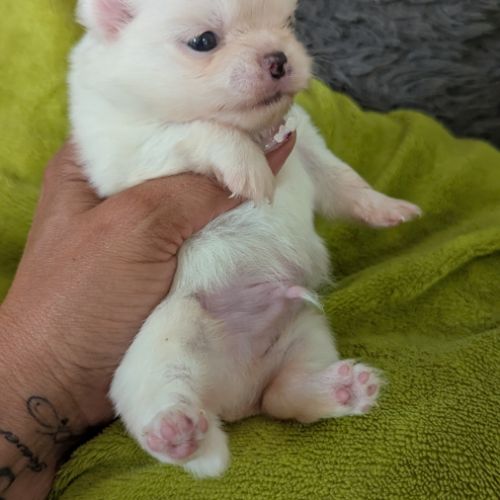 Superbes chiots spitz nain poméranien #0