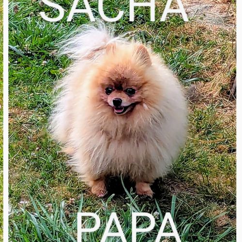 Superbes chiots spitz nain poméranien #8