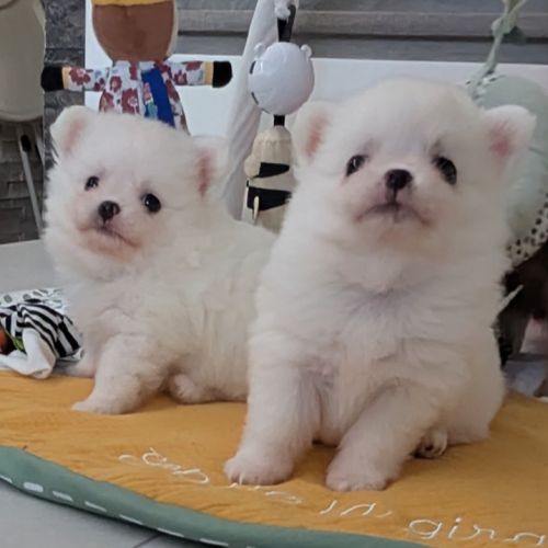 Superbes chiots spitz nain poméranien