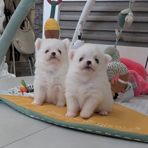 Superbes chiots spitz nain poméranien #5