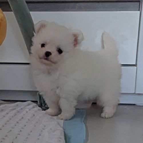 Superbes chiots spitz nain poméranien #6
