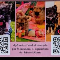 Superbes chiots spitz nain poméranien #1
