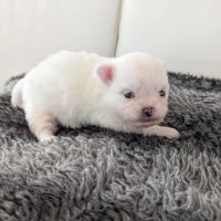 Superbes chiots spitz nain poméranien #3