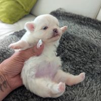Superbes chiots spitz nain poméranien #4