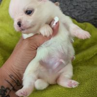 Superbes chiots spitz nain poméranien #5