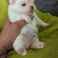 Superbes chiots spitz nain poméranien