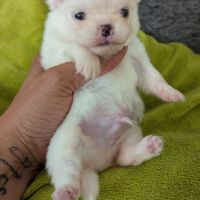 Superbes chiots spitz nain poméranien #7