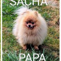 Superbes chiots spitz nain poméranien #8