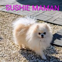 Superbes chiots spitz nain poméranien #9