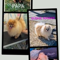Superbes chiots spitz nain poméranien #10