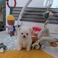 Superbes chiots spitz nain poméranien #3