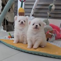 Superbes chiots spitz nain poméranien #5