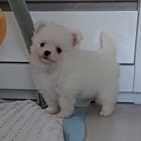 Superbes chiots spitz nain poméranien #6