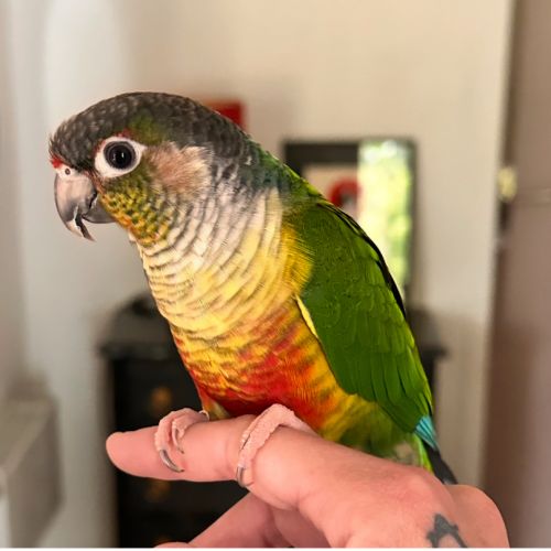 Conure de molinae eam