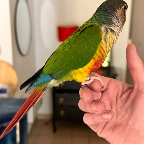 Conure de molinae eam #2