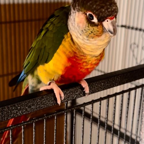 Conure de molinae eam #3