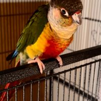 Conure de molinae eam #3