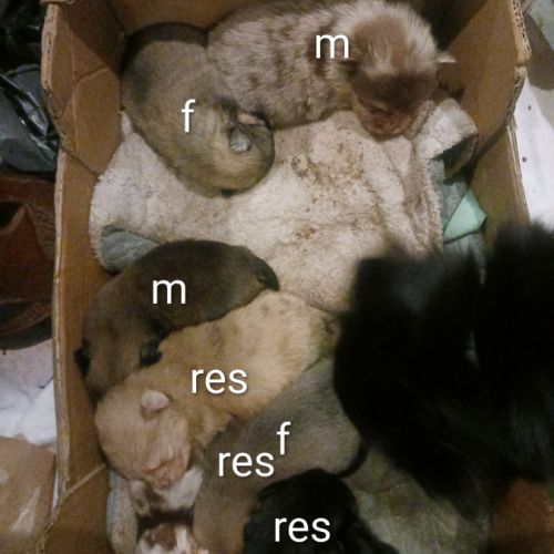 A réserver chiots pomchi f2 #1