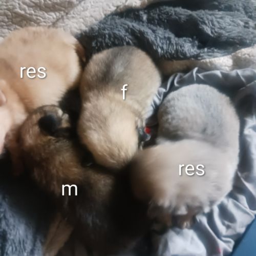 A réserver chiots pomchi f2
