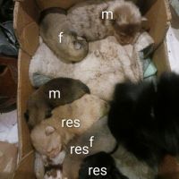 A réserver chiots pomchi f2 #1