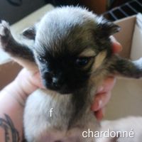 A réserver chiots pomchi f2 #3