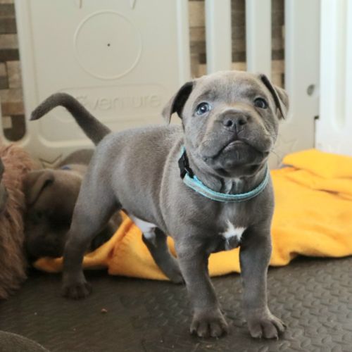 Staffie bleus lof disponibles fin mai #1