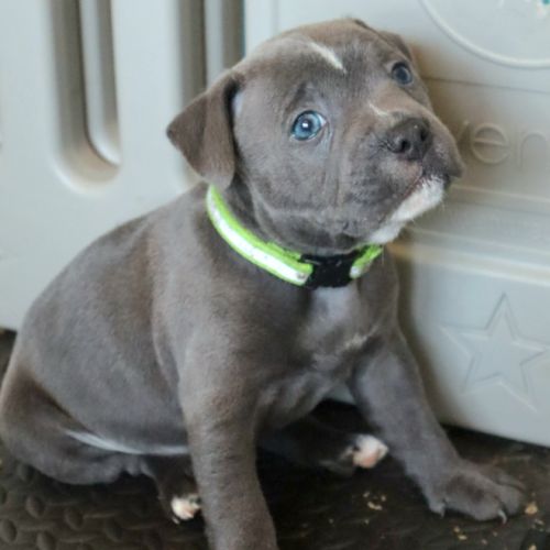 Staffie bleus lof disponibles fin mai #3
